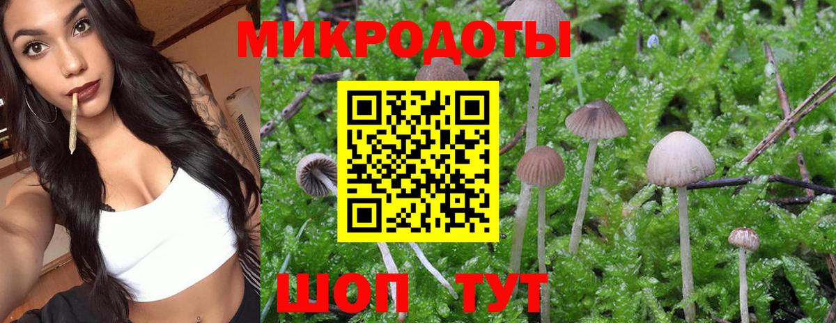 Псилоцибиновые грибы Psilocybine cubensis Барнаул